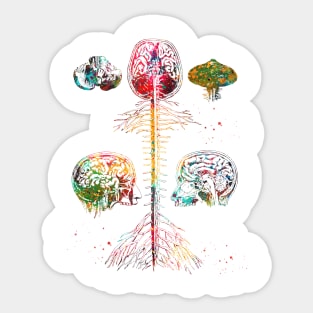 Brain and spine Sticker